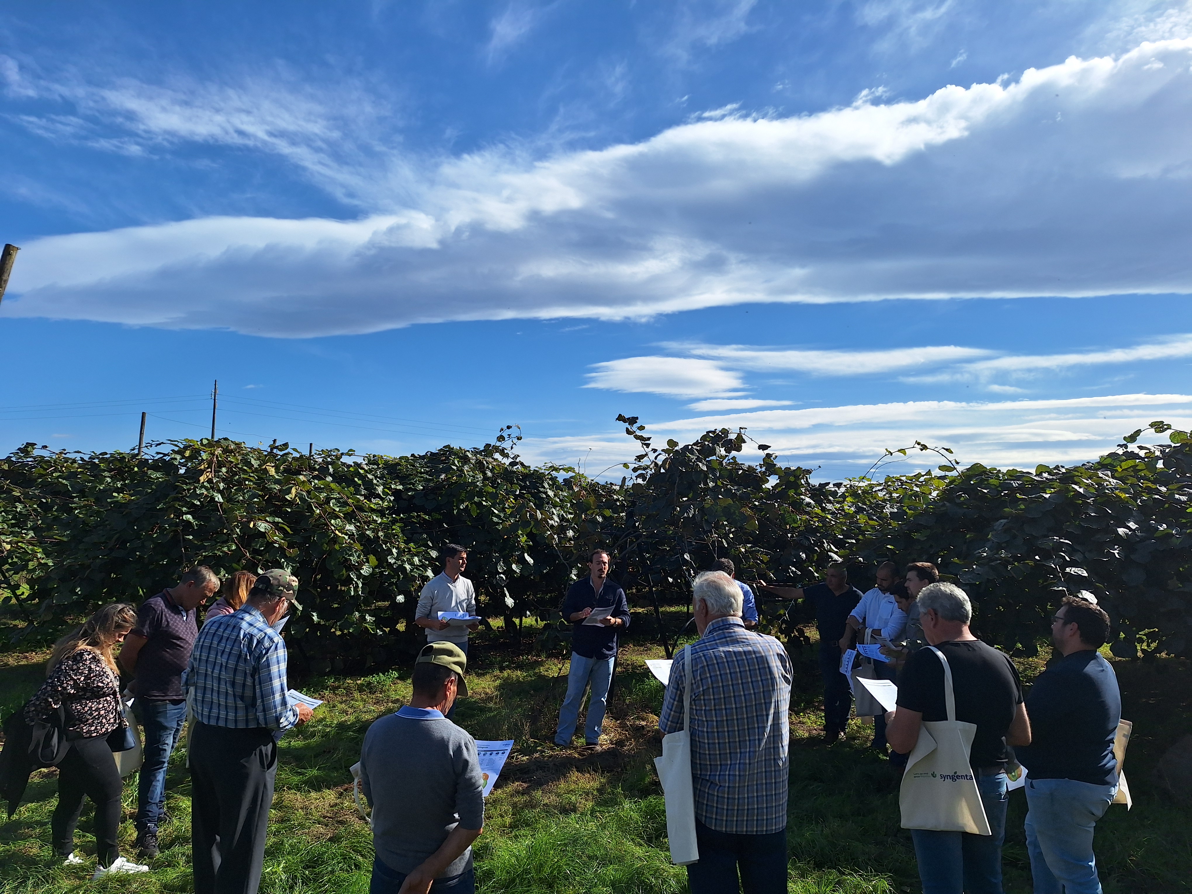 Kiwicoop ensaia produtos Syngenta Biologicals com resultados positivos no calibre e na qualidade do kiwi